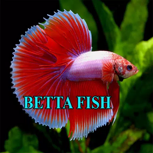 Betta Fish Gallery應用截圖第1張